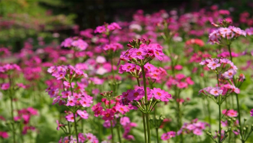 六甲高山植物園に広がる“ピンク色のじゅうたん”　クリンソウが見ごろ