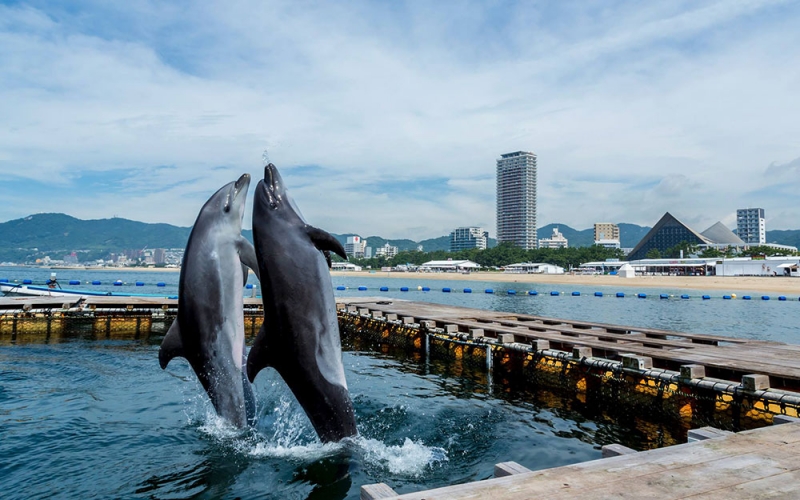 『須磨ドルフィンコーストプロジェクト2017』須磨海浜水族園 [画像]