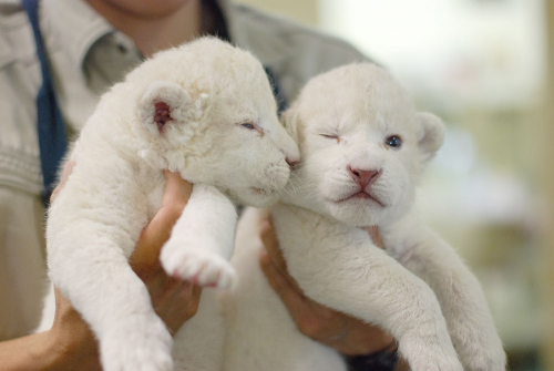 姫路セントラルパークにホワイトライオンの双子の赤ちゃんが誕生　姫路市