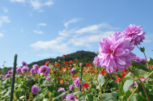 『宝塚ダリア園』夏の開園　宝塚市