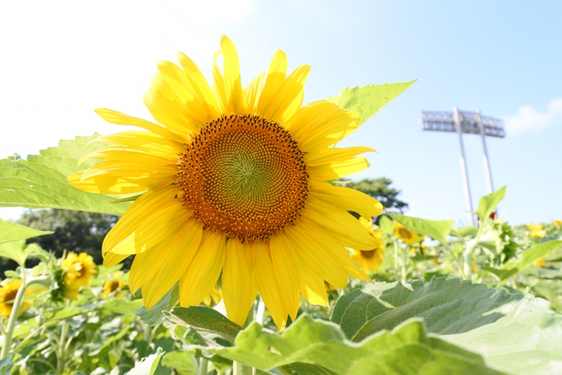 神戸総合運動公園でひまわりが見ごろ　神戸市須磨区 [画像]