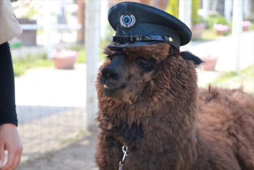 『どうぶつ駅長フォトセッション』　神戸市中央区