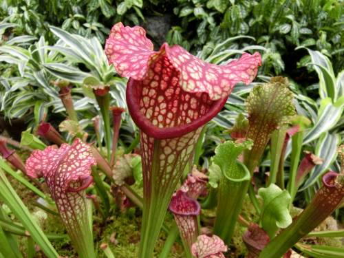 『多肉植物と食虫植物展』　神戸市須磨区