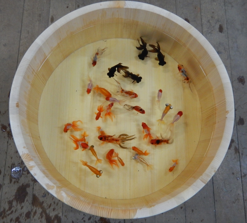 姫路市立水族館 企画展『金魚始めました。』　姫路市 [画像]