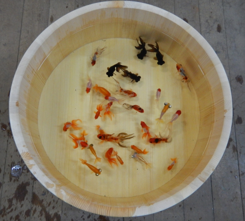 姫路市立水族館 企画展『金魚始めました。』　姫路市