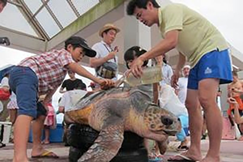 ウミガメ健康診断『ウミガメ・エコツーリズム』神戸市中央区 [画像]