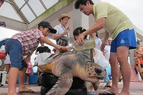 ウミガメ健康診断『ウミガメ・エコツーリズム』神戸市中央区