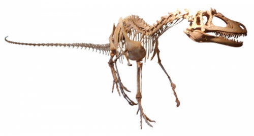 人と自然の博物館『恐竜デルタドロメウスの全身復元骨格がやってくる』三田市