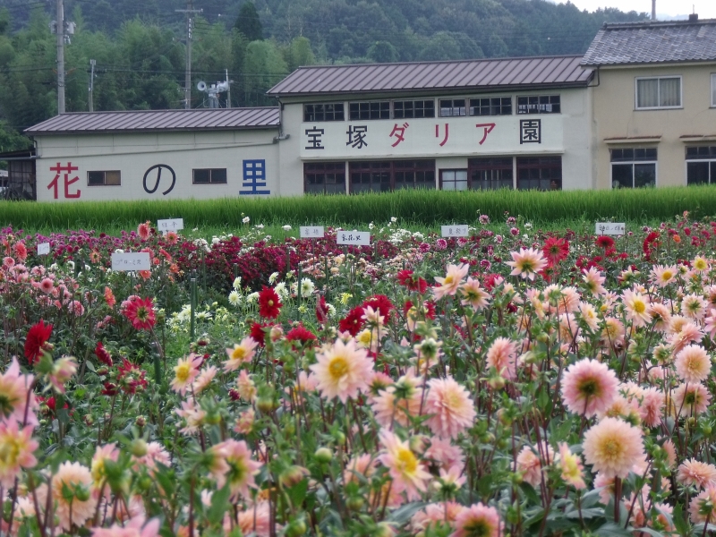 『宝塚ダリア園』秋の開園　宝塚市 [画像]