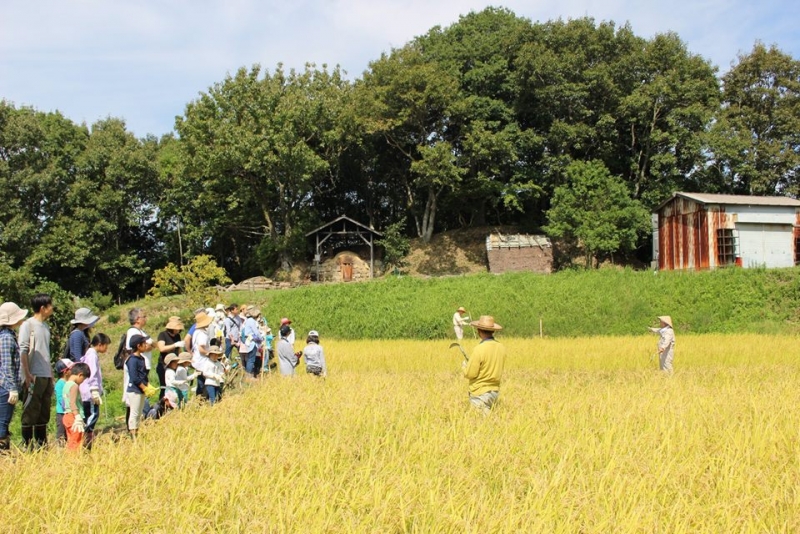 あいな里山公園『稲刈り体験』　神戸市北区 [画像]