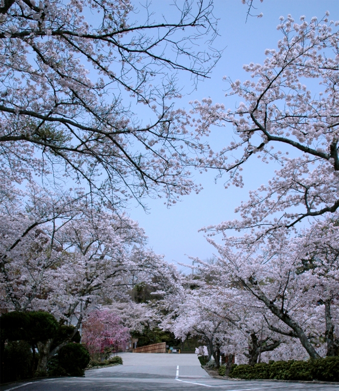 「有馬温泉 太閤の湯」で桜のライトアップ [画像]