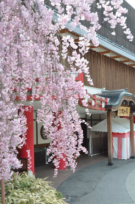 「有馬温泉 太閤の湯」で桜のライトアップ [画像]