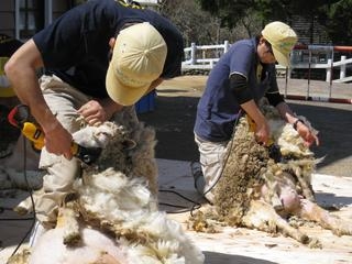 六甲山牧場で「羊の毛刈りショー」開催 [画像]