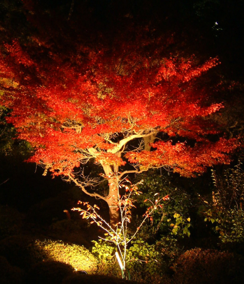 有馬温泉 太閤の湯で「紅葉の棚田」ライトアップ　神戸市北区