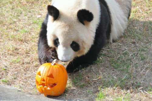 神戸市立王子動物園『ハロウィンZOO』　10月3日は入園無料に