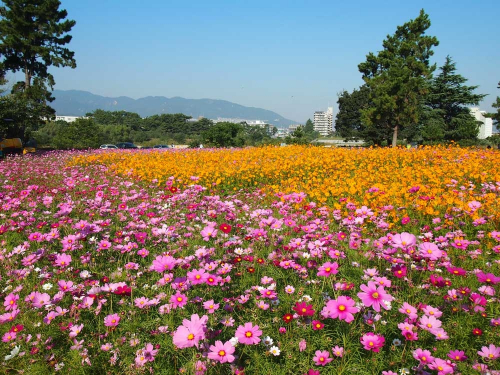 『武庫川髭の渡しコスモス園』　尼崎市