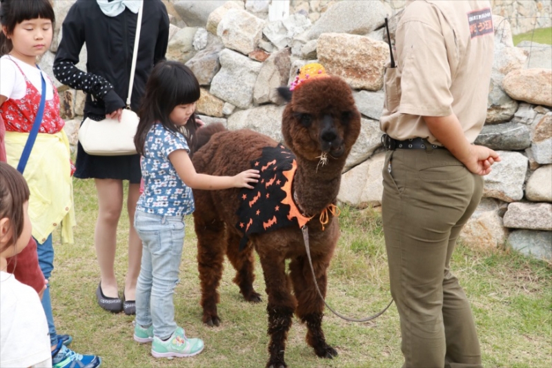 ハロウィン衣装のアルパカ