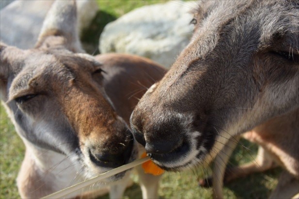 カンガルーのおやつのかぼちゃ販売 ※イメージ