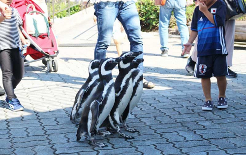 神戸市立須磨海浜水族園『ペンギンお散歩ライブ』2年ぶりに開催