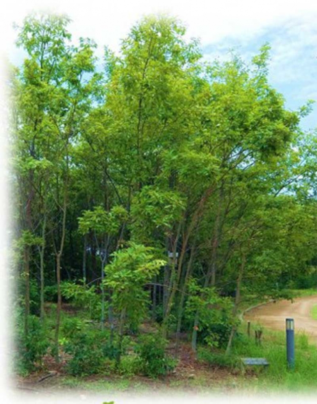 兵庫県立尼崎の森中央緑地『尼崎の森ファミリークラブ植樹会』参加者募集 [画像]