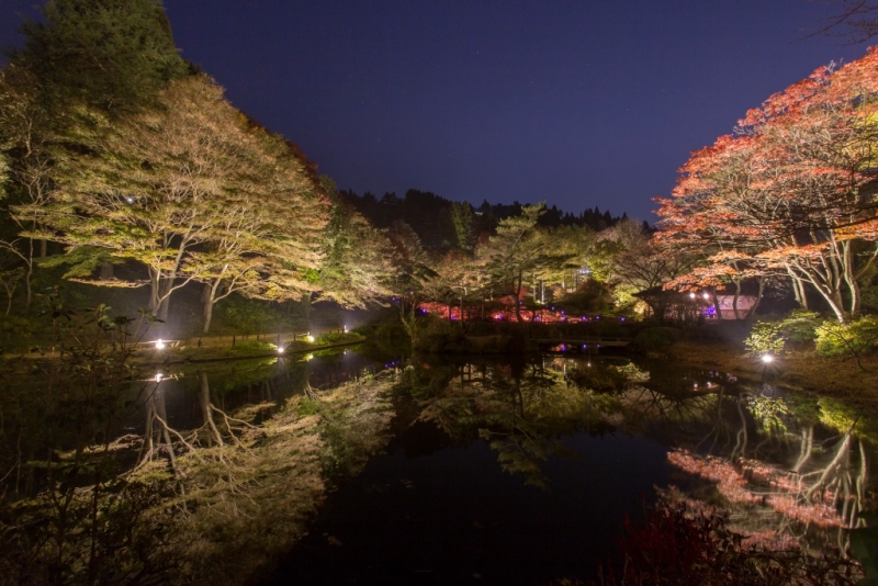 六甲高山植物園『夜の紅葉散策』　神戸市灘区 [画像]