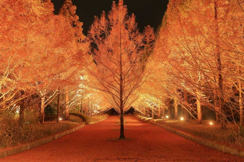神戸市立森林植物園 『森を彩る光の饗宴・森のライトアップ』 神戸市北区