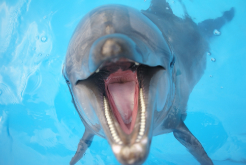 神戸市立須磨海浜水族園　『歯の健康フェスタ』　神戸市須磨区