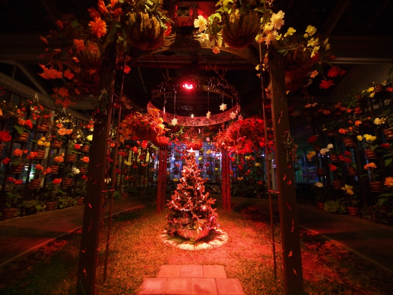 兵庫県立フラワーセンター『花と光のクリスマス』加西市 [画像]