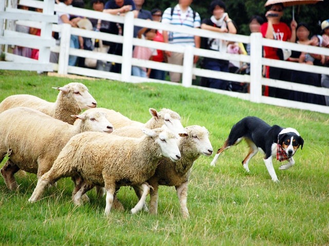 神戸市立六甲山牧場「シープドッグショー」で活躍する牧羊犬の赤ちゃん公開　 [画像]