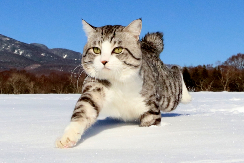 『旅猫ニャン吉写真展×猫の音楽会』猫雑貨の販売も　神戸市中央区