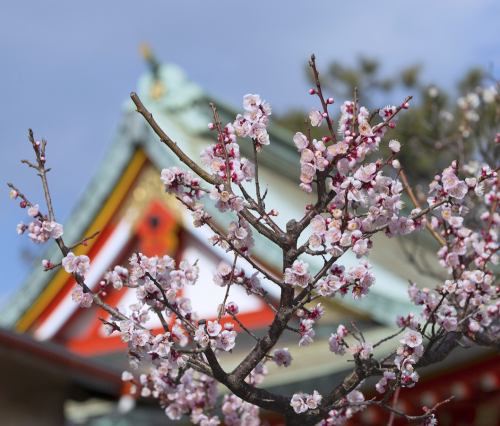 綱敷天満宮『梅花祭・菅公梅粥大鍋会』神戸市須磨区