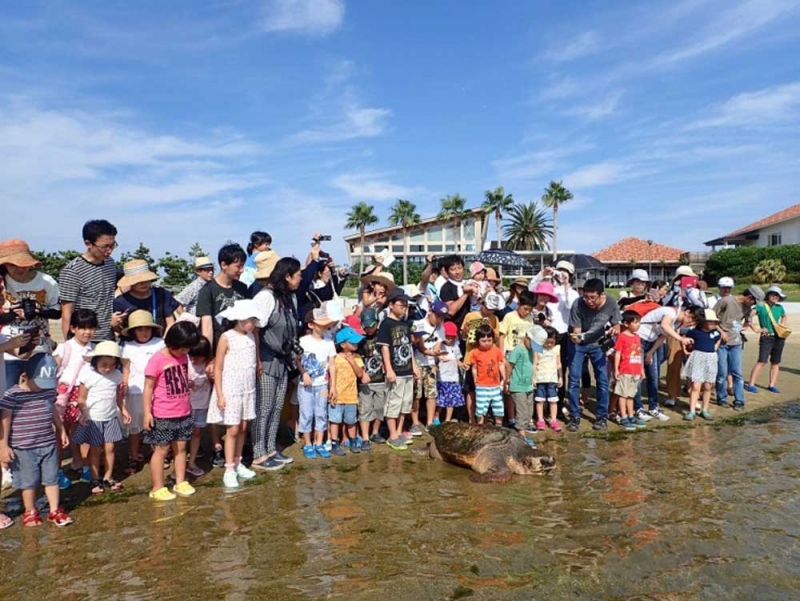 須磨海浜水族園 企画展『世界から見た日本のウミガメ』　神戸市須磨区 [画像]