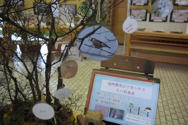 北山緑化植物園『植物園周辺で見られる冬の野鳥展』西宮市 [画像]