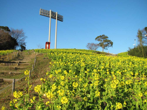 神戸総合運動公園『菜の花を撮ろう！スマホ写真教室』　神戸市須磨区