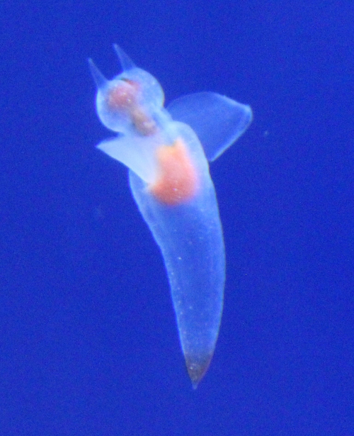 須磨海浜水族園で“流氷の妖精”クリオネ展示　神戸市須磨区