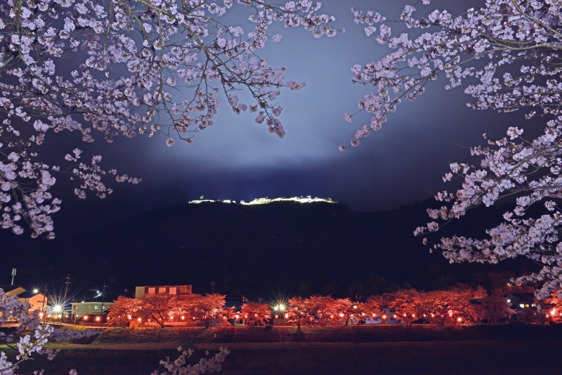 竹田城跡『夜桜ライトアップ』朝来市 [画像]