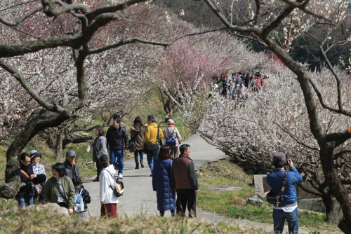 瀬戸内海を望む梅林「綾部山梅林」開園　たつの市