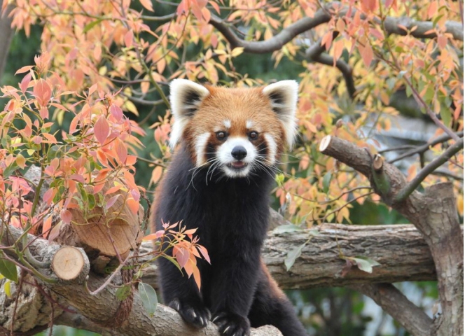 レッサーパンダのガイア