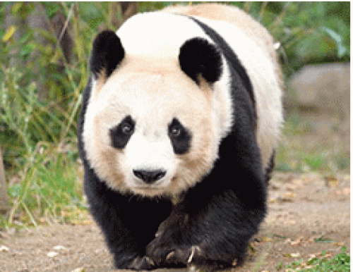 神戸市立王子動物園『「飼育係のうらばなし」当園の人気者 両パンダの魅力にせまる』神戸市灘区