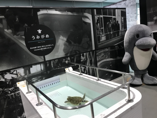 須磨区役所にウミガメを展示　神戸市須磨区
