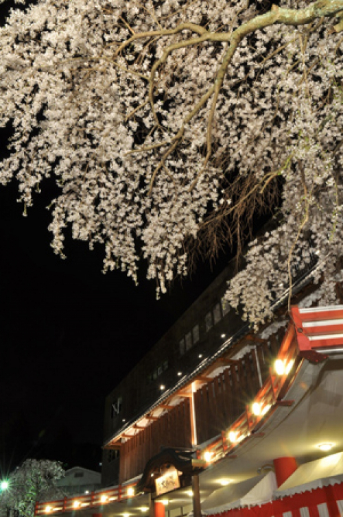 有馬温泉 太閤の湯『桜ライトアップ』歩行者通り抜け解禁　神戸市北区