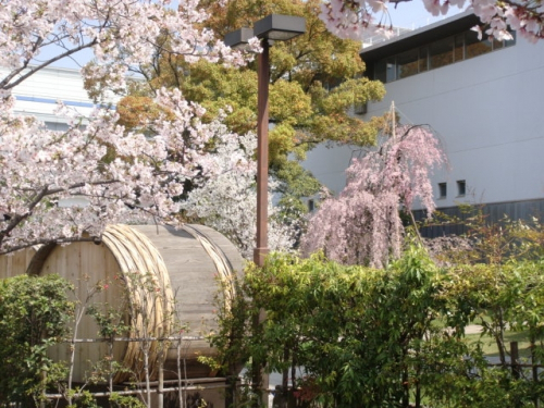 神戸酒心館『桜まつり』　神戸市東灘区