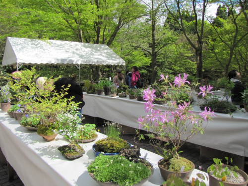 六甲高山植物園『初夏の高山植物展』　神戸市灘区