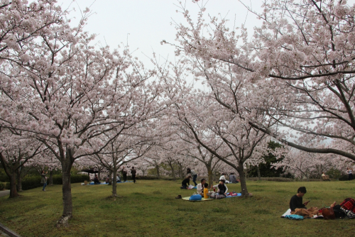 県立淡路島公園『桜まつり』　淡路市