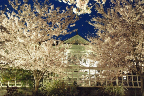 神戸市立王子動物園『夜桜通り抜け』　神戸市灘区