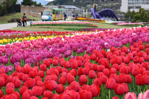 北淡路の花みどり施設を巡る「フラワーリングバス」期間限定で運行