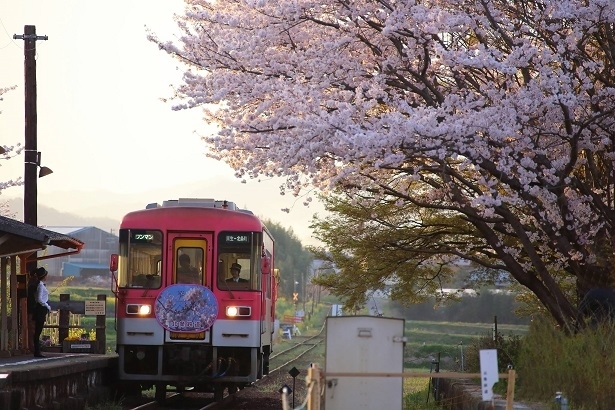 『北条鉄道沿線さくらまつり』　加西市 [画像]