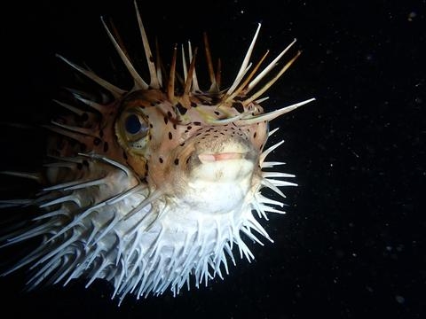 水中写真展「スキューバダイビングの神秘 海中生物の顔」 [画像]