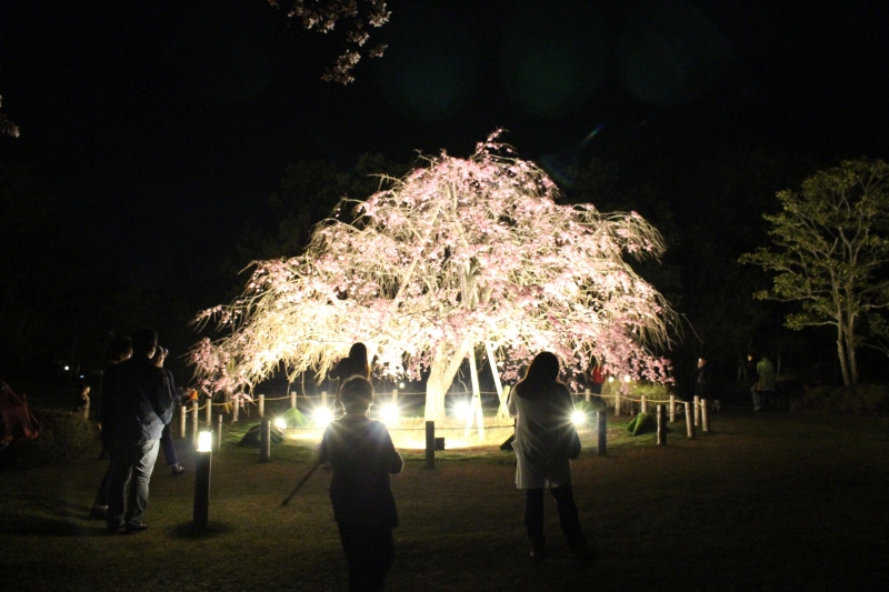 しあわせの村『日本庭園サクラのライトアップと夜間開園』神戸市北区 [画像]