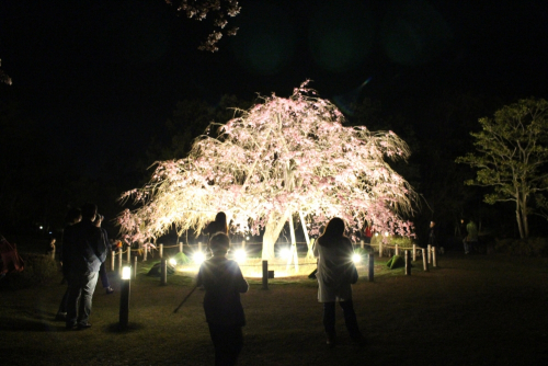 しあわせの村『日本庭園サクラのライトアップと夜間開園』神戸市北区